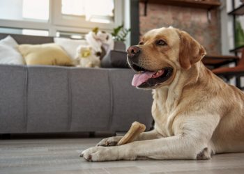 4 Luxury Floors for Dog Owners