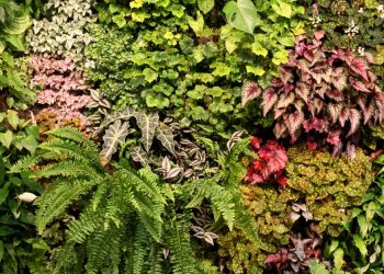 What You Need to Know About Indoor Vertical Gardens