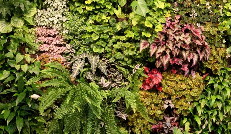 What You Need to Know About Indoor Vertical Gardens