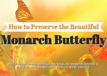 How to Preserve the Beautiful Monarch Butterfly