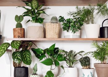 Style Your Shelves With These 4 Indoor Plants
