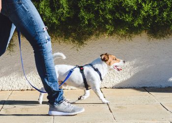 What You Need to Know About Homeowners Insurance for Pets