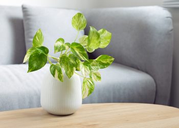 Indoor Plants to Refresh Your Space