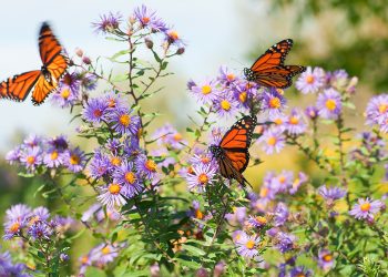 How We Can Save the Monarch Butterfly