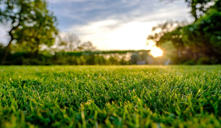 4 Tips to Protecting Your Lawn This Summer