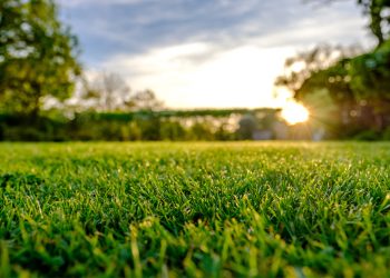 4 Tips to Protecting Your Lawn This Summer