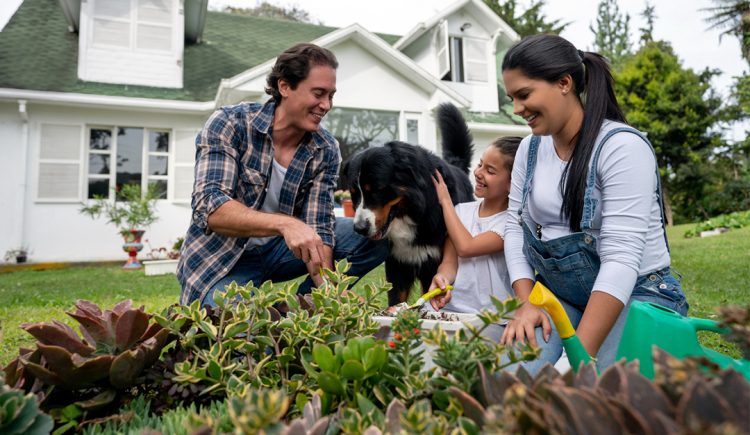 5 Tips for Pet-Safe Landscaping