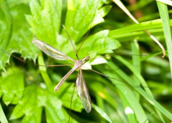 Backyard Mosquito Repellant and Prevention Tips