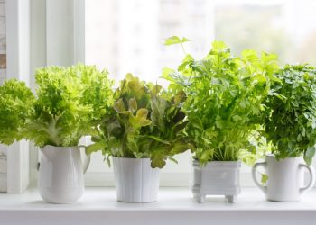 7 Fruits and Vegetables That You Can Grow Indoors