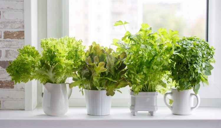7 Fruits and Vegetables That You Can Grow Indoors