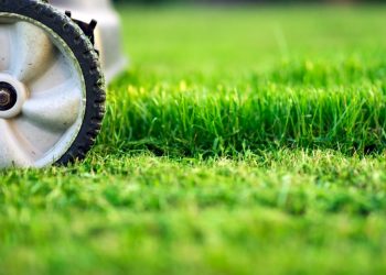 5 Lawn Care Myths That Have Been Debunked