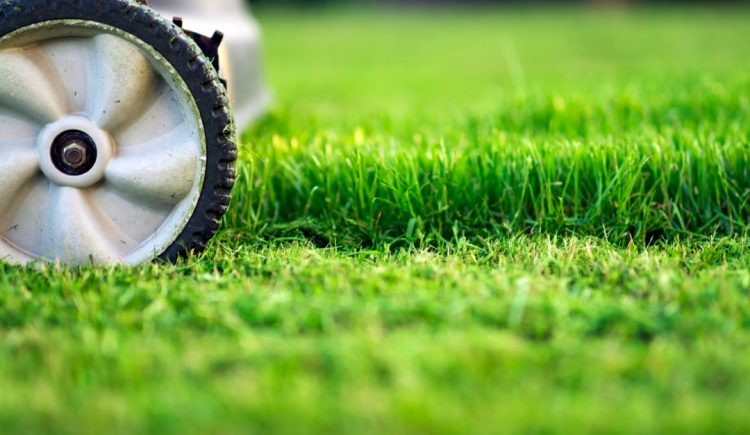 5 Lawn Care Myths That Have Been Debunked
