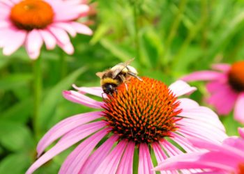 Tips to Attract Good Bugs to Your Yard