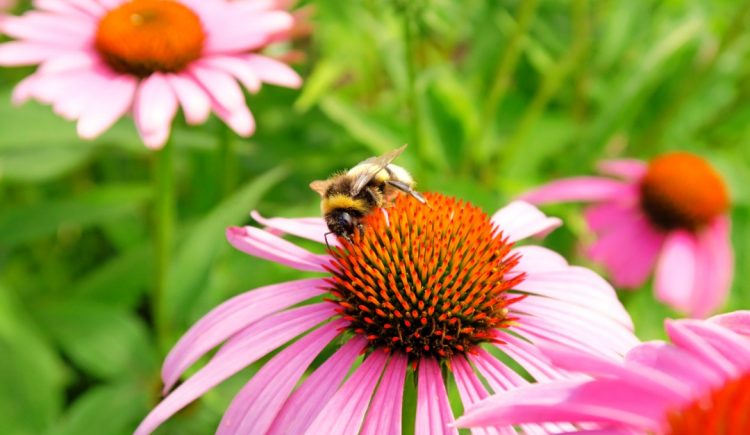 Tips to Attract Good Bugs to Your Yard