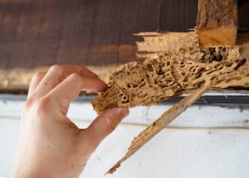 Signs That Your House May Have Termite Damage