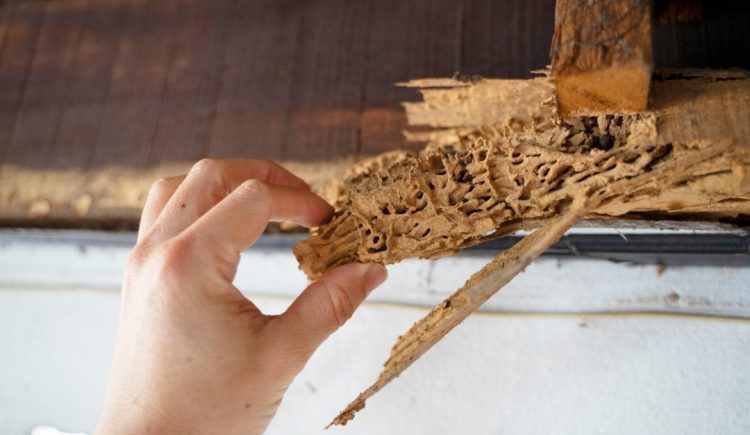 Signs That Your House May Have Termite Damage