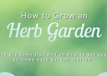How to Grow an Herb Garden