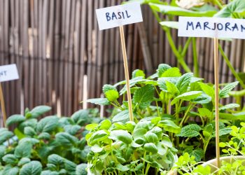 The Proper Way to Grow an Herb Garden