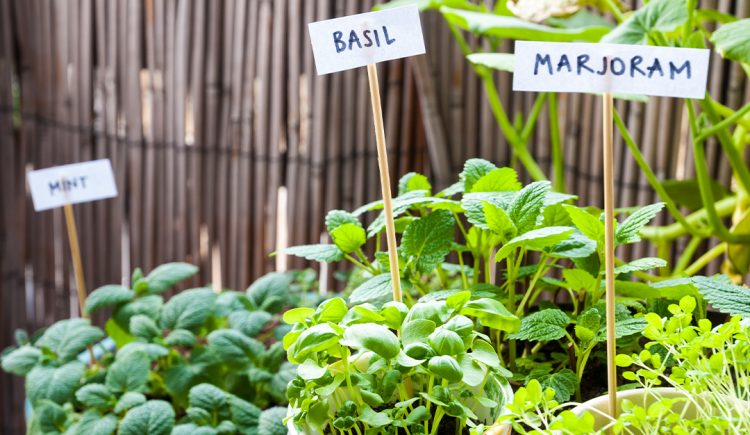The Proper Way to Grow an Herb Garden