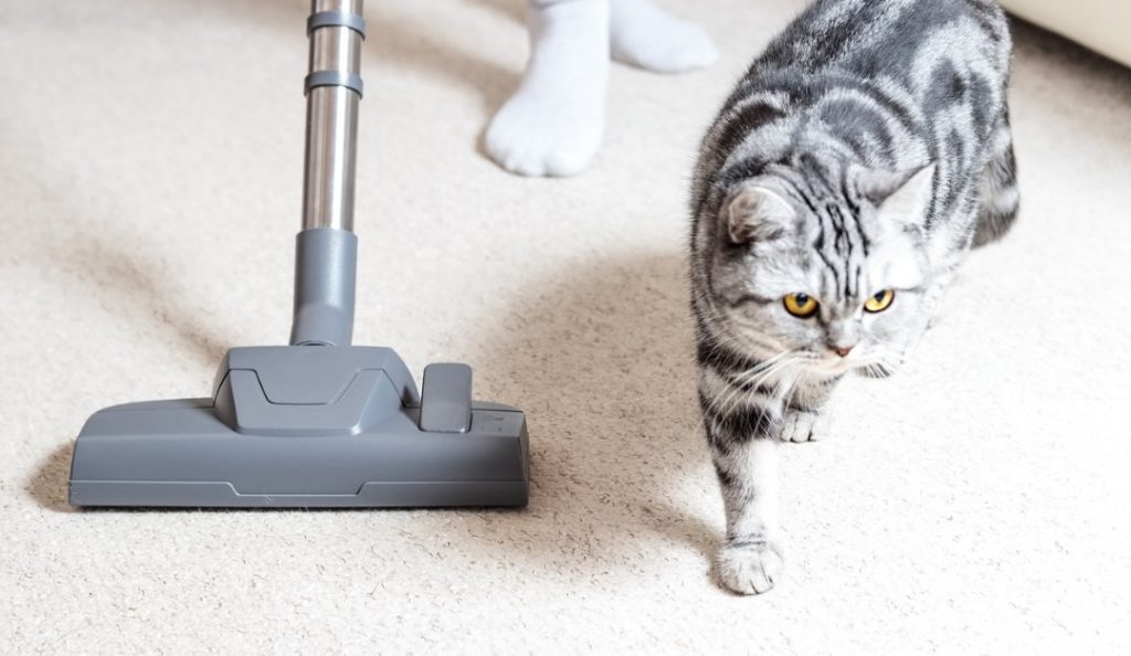 vacuumcleanercarpethoovercathairpictureid1138451143 — RISMedia