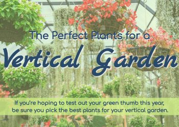 The Perfect Plants for a Vertical Garden