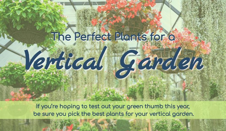 The Perfect Plants for a Vertical Garden