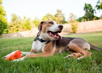 How to Create a Pet-Safe Yard