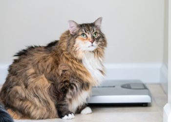 How Obesity Can Affect Your Pet