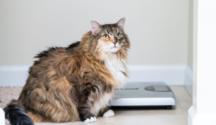 How Obesity Can Affect Your Pet