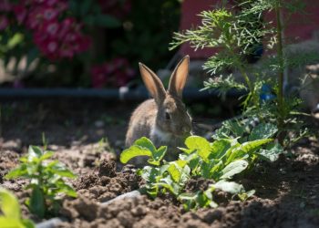 How to Protect Your Garden From Wild Animals