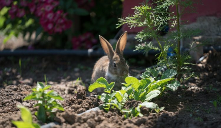 How to Protect Your Garden From Wild Animals