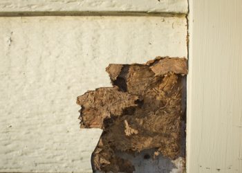 How to Keep Insects From Damaging Your Siding