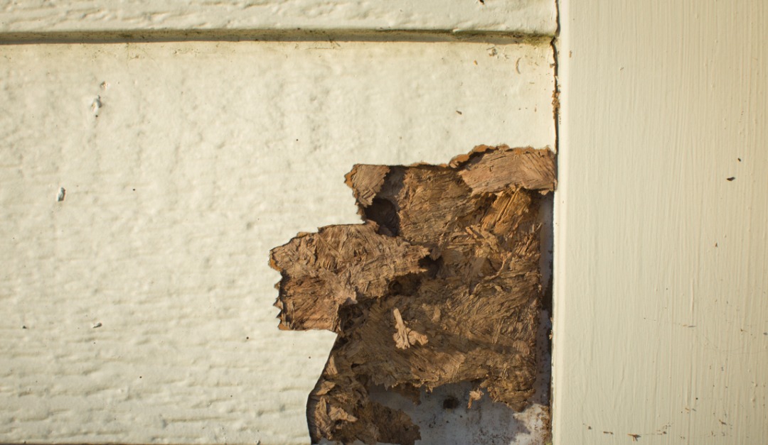 How to Keep Insects From Damaging Your Siding — RISMedia