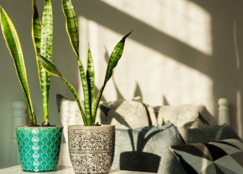 Easy-Care Houseplants You’ll Find Tough to Kill