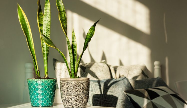 Easy-Care Houseplants You’ll Find Tough to Kill