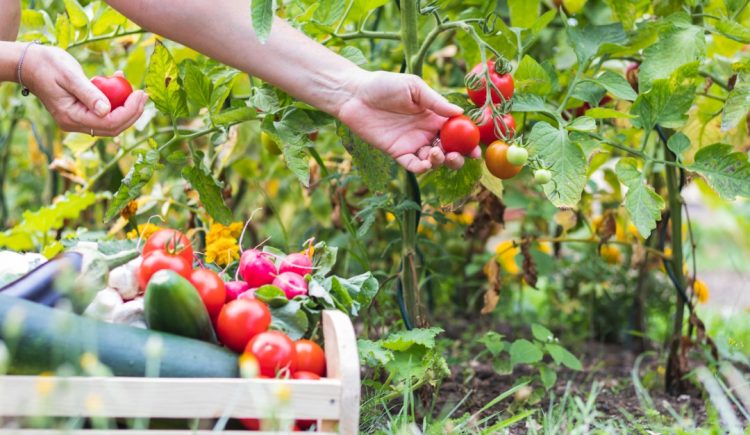 Easy Tricks for Starting Your First Vegetable Garden