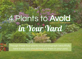4 Plants to Avoid in Your Yard