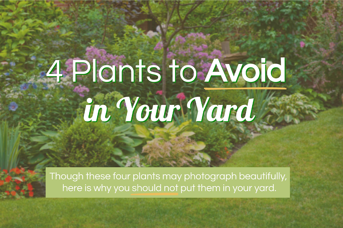 4 Plants to Avoid in Your Yard — RISMedia