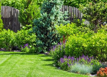 Keep These 4 Plants Out of Your Yard