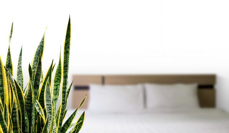 Houseplants That May Help You Get a Better Night’s Sleep