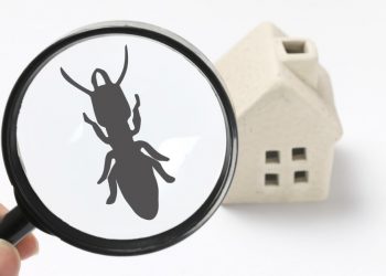 Does Homeowners Insurance Cover Pest Damage?