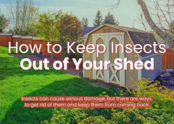How to Keep Insects Out of Your Shed
