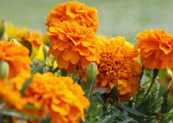 Fall Plants to Help Get Pollinators in Your Yard