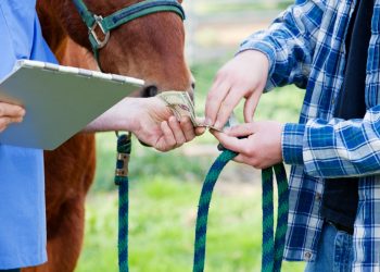 4 Tips for Saving Money at the Vet