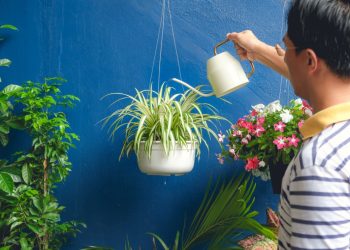 Houseplants to Add to Your Sleeping Space