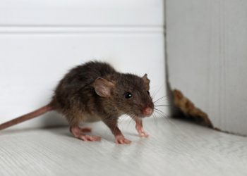 Signs That You May Have a Rodent Problem