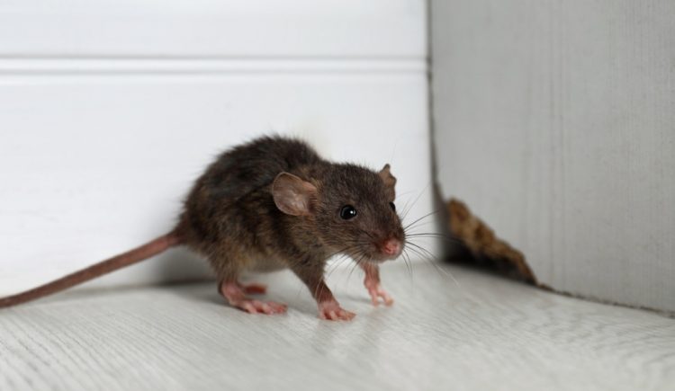 Signs That You May Have a Rodent Problem