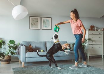 4 Home Upgrades for Pet Lovers