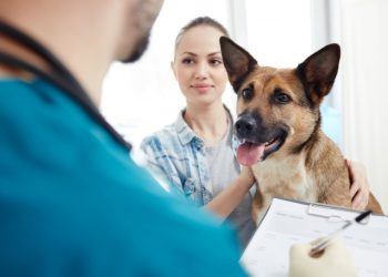 4 Tips for Saving Money on Vet Bills