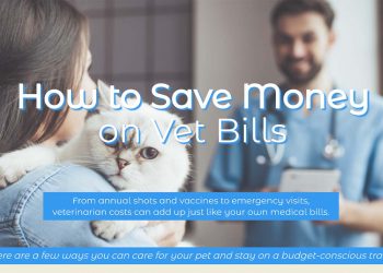 How to Save Money on Vet Bills